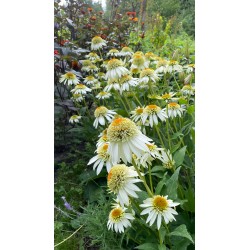 Echinacea 'Milkshake'. Aiataimed. Taimepood.