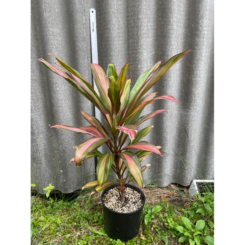 Cordyline Kiwi Pianta Da Interno 30-40 Cm, Fogliame Verde, Giallo E Rosa, Purificante, In Vaso Coltivazione - 3