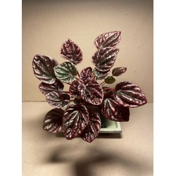 Peperomia caperata 'Luna Red'. Houseplants. Summer&Palms Plant Shop.