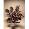 Peperomia caperata 'Luna Red'. Toataimed. Summer&Palms Taimepood.