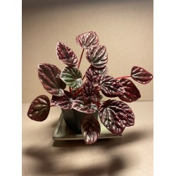 Peperomia caperata 'Luna Red'. Toataimed. Summer&Palms Taimepood.