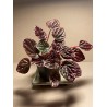 Peperomia caperata 'Luna Red'. Toataimed. Summer&Palms Taimepood.