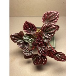 Peperomia caperata 'Luna Red'. Toataimed. Summer&Palms Taimepood.