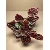 Peperomia caperata 'Luna Red'. Toataimed. Summer&Palms Taimepood.