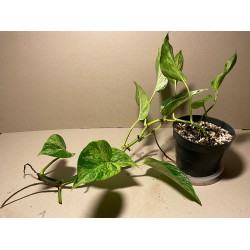 Epipremnum aureum 'Marble Queen'. Toataimed. Taimepood.