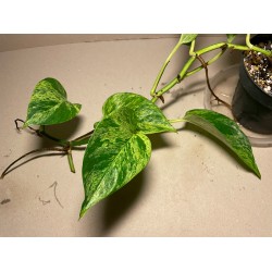 Epipremnum aureum 'Marble Queen', M-size
