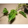 Epipremnum aureum 'Marble Queen', M-size