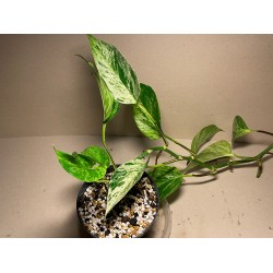 Epipremnum aureum 'Marble Queen', M-size
