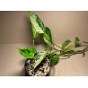 Epipremnum aureum 'Marble Queen', M-size