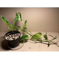 Epipremnum aureum 'Marble Queen', M-size