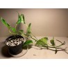 Epipremnum aureum 'Marble Queen', M-size