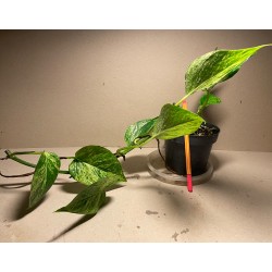 Epipremnum aureum 'Marble Queen', M-size