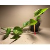 Epipremnum aureum 'Marble Queen', M-size