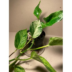 Epipremnum aureum 'Marble Queen', M-size