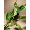 Epipremnum aureum 'Marble Queen', M-size