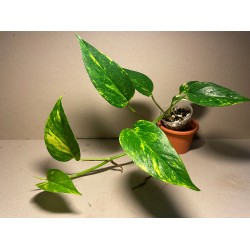 Epipremnum aureum, toataimed, taimepood.