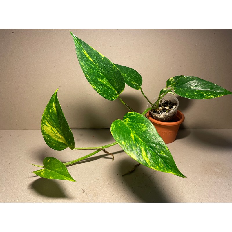 Epipremnum aureum, toataimed, taimepood. Epipremnum aureum, toataimed, taimepood.
