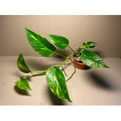 Epipremnum aureum