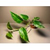 Epipremnum aureum