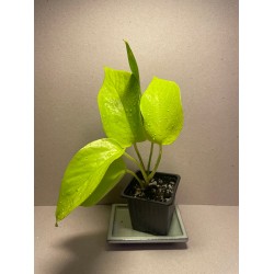 Taimepood. Epipremnum 'Neon'