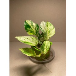 Epipremnum pinnatum 'Marble King'. Toataimed. Taimepood.