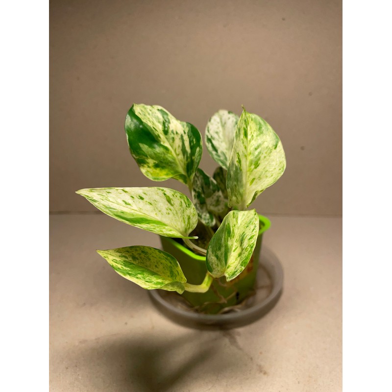 Epipremnum pinnatum 'Marble King'. Toataimed. Taimepood. Epipremnum pinnatum 'Marble King'. Toataimed. Taimepood.