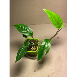 Epipremnum pinnatum