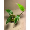 Epipremnum pinnatum