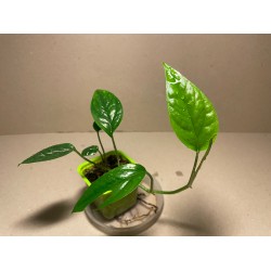 Epipremnum pinnatum