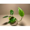 Epipremnum pinnatum