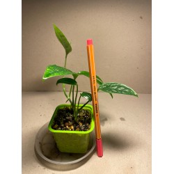 Epipremnum pinnatum