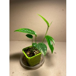 Epipremnum pinnatum