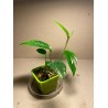 Epipremnum pinnatum