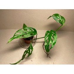 Monstera adansonii. Toataimed. Taimepood.