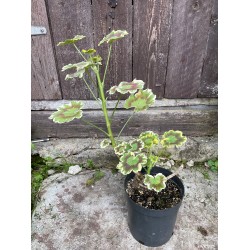 Pelargonium zonale 'Mrs. Pollock'. Garden Plants. Plant Shop.