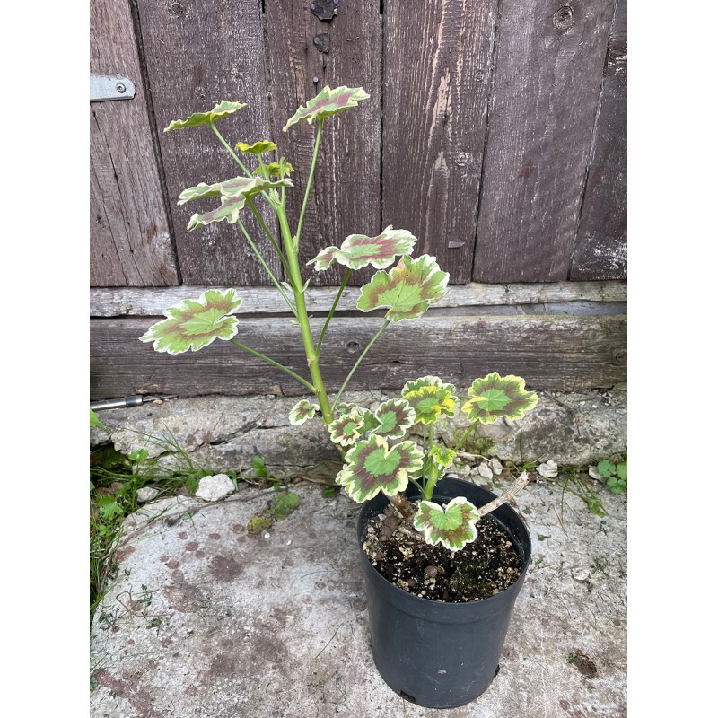 Pelargonium zonale 'Mrs. Pollock'. Garden Plants. Plant Shop. Pelargonium zonale 'Mrs. Pollock'. Garden Plants. Plant Shop.
