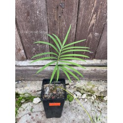 Cycas sp. 'Silver'