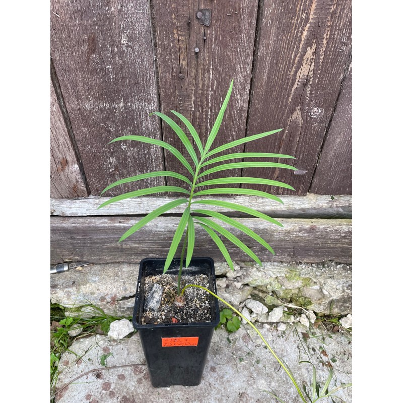 Cycas sp. 'Silver' Cycas sp. 'Silver'