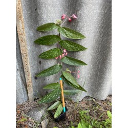 Begonia maculata. Toataimed. Taimepood.