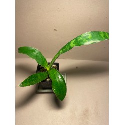 Dracaena masoniana. Toataimed. Taimepood.