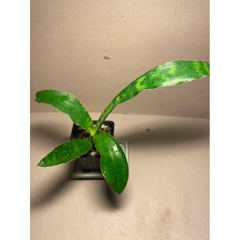 Dracaena masoniana. Toataimed. Taimepood. Dracaena masoniana. Toataimed. Taimepood.