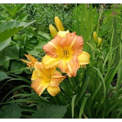 Taimepood. Aiataimed - Hemerocallis 'Yellow Punch'
