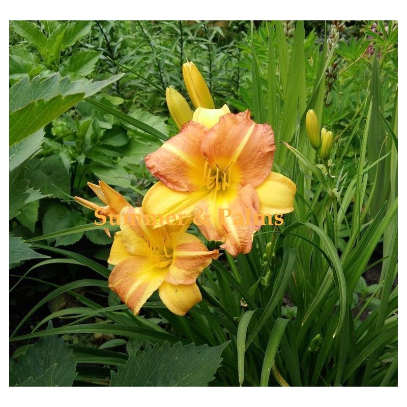Taimepood. Aiataimed - Hemerocallis 'Yellow Punch' Taimepood. Aiataimed - Hemerocallis 'Yellow Punch'