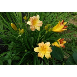 Taimepood. Aiataimed - Hemerocallis 'Yellow Punch'