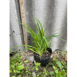 Taimepood. Aiataimed - Hemerocallis 'Yellow Punch'