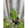 Taimepood. Aiataimed - Hemerocallis 'Yellow Punch'