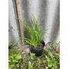 Taimepood. Aiataimed - Hemerocallis 'Yellow Punch'