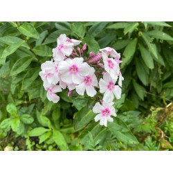 Phlox paniculata 'Europa'. Aiataimed. Taimepood.