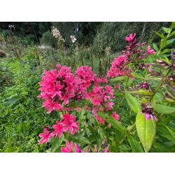 Phlox paniculata 'Cleopatra'. Aiataimed. Taimepood.
