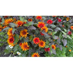 Heliopsis helianthoides var. scabra 'Bleeding Hearts'